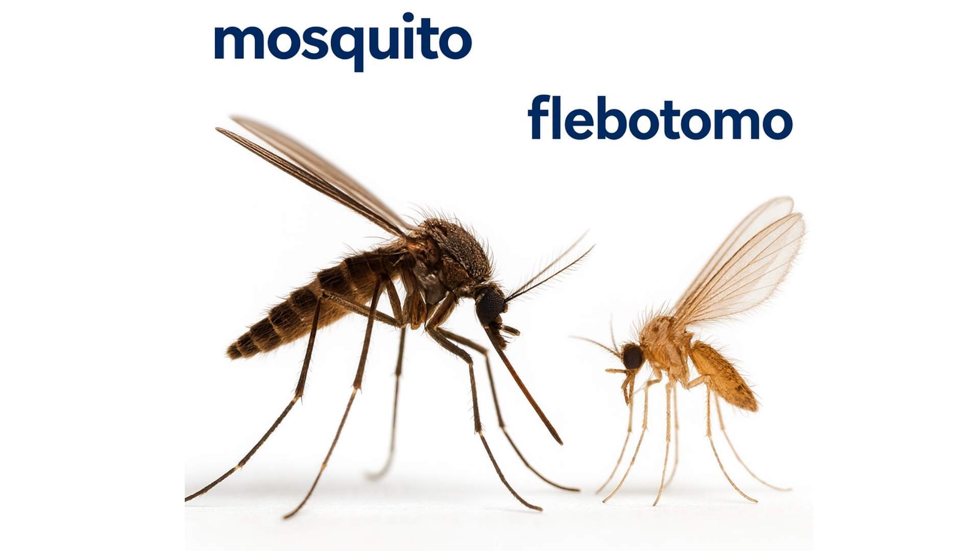 mosquito de la leishamaniasis Patitasco